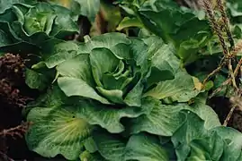 Jeune chou de Kerguelen à l'île Mayes.