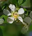 Fleur.