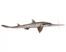 Pristiophoriformes