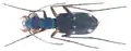 Coléoptère Probstia triumphalis