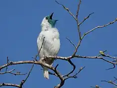 Araponga à gorge nue (mâle) (Procnias nudicollis)