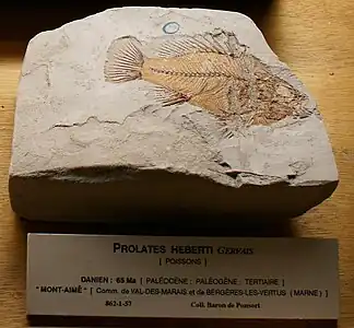 Prolates herbeti