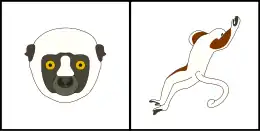 Schéma montrant la coloration typique du pelage de la tête (gauche) et du corps (droite) d'un Sifaka de Coquerel.