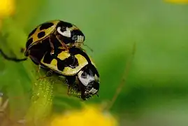 Propylea quatuordecimpunctata, Accouplement (Commanster, Ardennes belges)