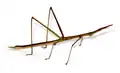 un Proscopiidae