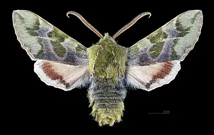 Face dorsale du mâle(coll.MHNT)