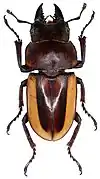 Prosopocoilus lateralis lorquini (Deyrolle, 1865).