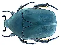 Cétoine mate (Protaetia opaca&nbsp;(es))