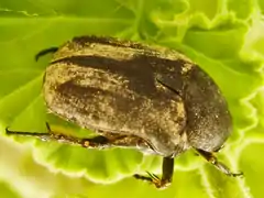 Cétoine oblongue (Protaetia oblonga (es))