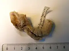 Protankyra ramiurna