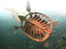 Squellette d'une tortue aquatique préhistorique.