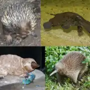 Divers Monotremata