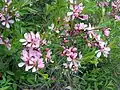 Fleurs d'amandier nain.