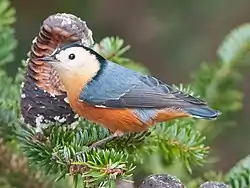 Sittelle de Przewalski (S. przewalskii)