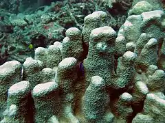 Psammocora digitata (Psammocoridae).