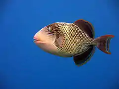 Un poisson-baliste à marges jaunes (Pseudobalistes flavimarginatus)