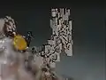 Habitus particulier - (2,5&nbsp;mm)