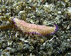 Un plathelminthe Pseudoceros indicus?