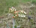 Gnaphale jaunâtre
