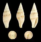 Mitra perdulca