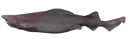 Pseudotriakis microdon, un Pseudotriakidae