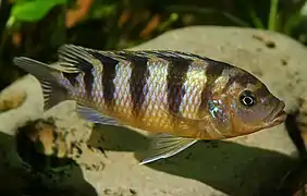 mâle bêta de souche type sauvage
