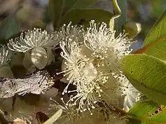 Fleur