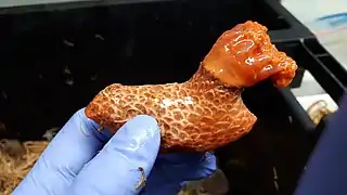 Psolus fabricii tenu en mains, tentacules sortis.