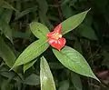 Inflorescence de Palicourea tomentosa