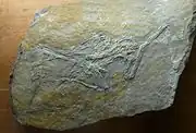 Ptérodactyle rarissime. Adulte, 58&nbsp;cm d'envergure. Tithonien, 145,5 Millions d’années, provenant d'Allemagne. Achat par le Muséum entre 1872 et 1884