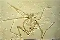 Fossile de P. antiquus au musée Carnegie d'histoire naturelle à Pittsburgh.