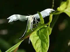 Pterophorus pentadactyla