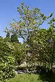 Arbre en floraison.