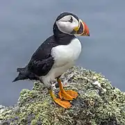 Un macareux moine sur l'ile Skomer au Royaume-Uni.