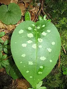 Une feuille de Pulmonaire officinale