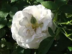 Image illustrative de l’article Madame Plantier