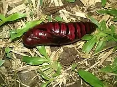 La chrysalide.