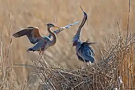 Hérons pourprés construisant un nid dans la réserve naturelle de Wagbachniederung&nbsp;(de), Allemagne. Avril 2019.