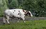 photo couleur d'une vache sans corne blanche à mouchetures rouge sur les flanc et la tête. La mamelle et la musculature sont développées.