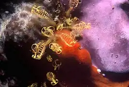 Pycnoclavella nana.