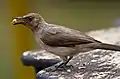 Pycnonotus barbatus inornatus