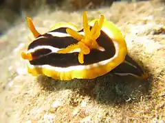 Chromodoris africana