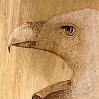 Pyrogravure sur bois.