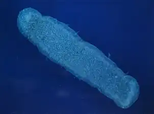 Pyrosoma atlanticum, un Pyrosomatida