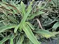 Pyrrosia hastata