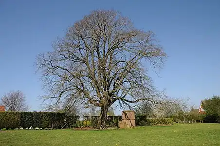 Tilleul_ Arbre de la liberté-1848_Quercamps
