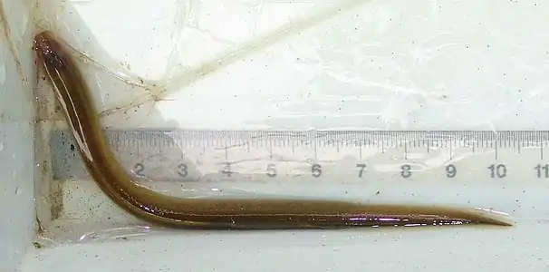 Ammocète de Lamproie de Planer (Lampetra planeri) pêché&nbsp;(de) dans le Sprée, près de Friedersdorf.