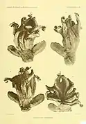 Grimpoteuthis megaptera.
