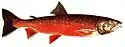 Omble chevalier (Salvelinus alpinus, is:Bleikja)