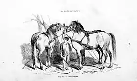Cheval lorrain